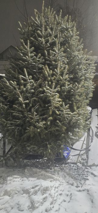 Продам живую ёлку во дворе
