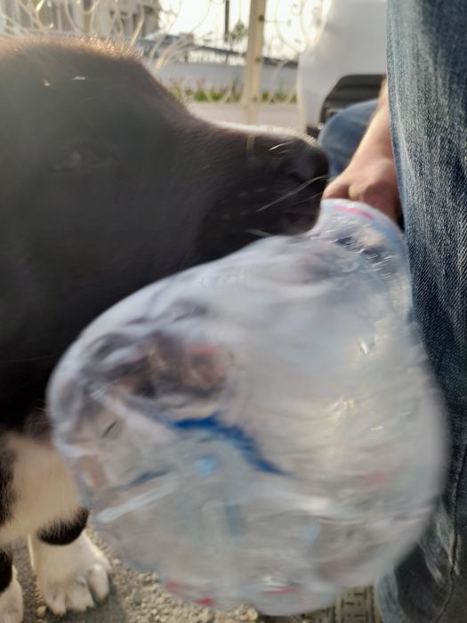 Туркменский алабай