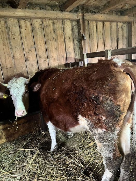 Vând junici si o vaca