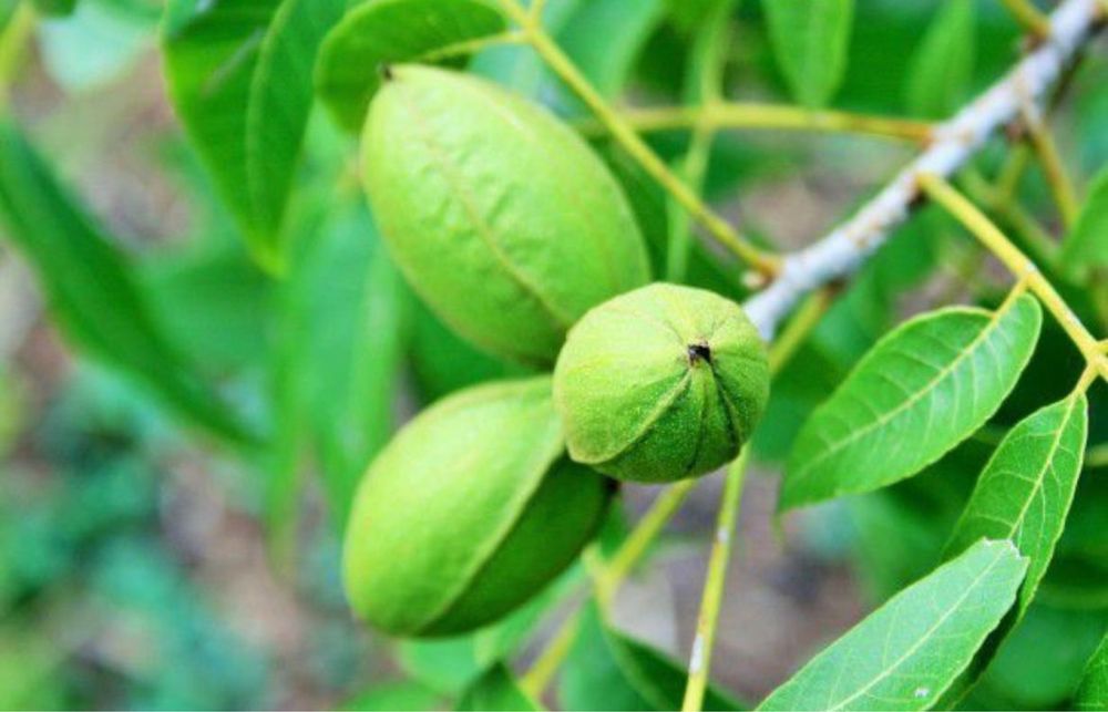 Pomi columnari anul 2/3/4