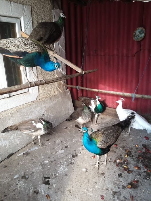 Vand oua de paun comun si prepelita