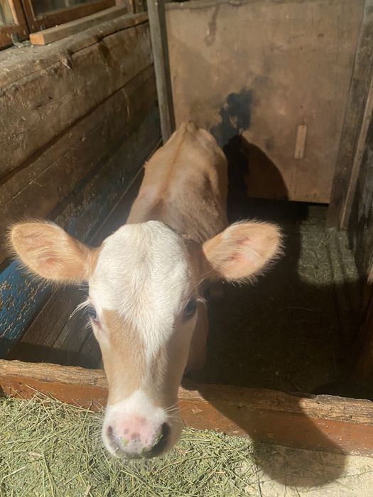 Продам теленка Алатау