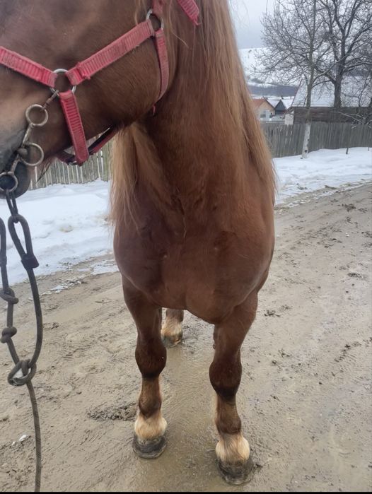 Vand armasar de 2 ani jumate