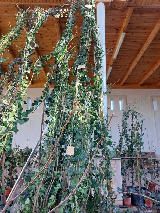 Растение Плюш вечнозеленный