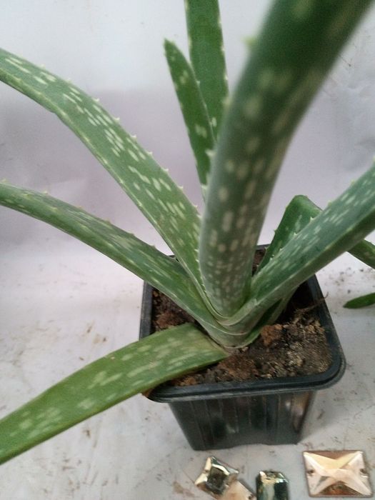 Алоэ Вера растение