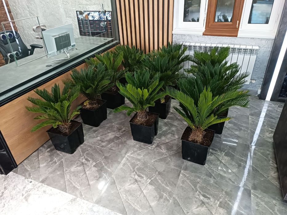 Офисные растения офис учун гуллар