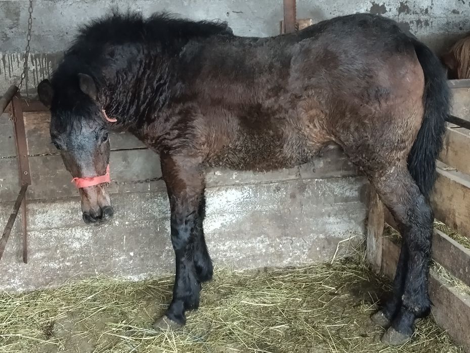 Manz metis de semigreu