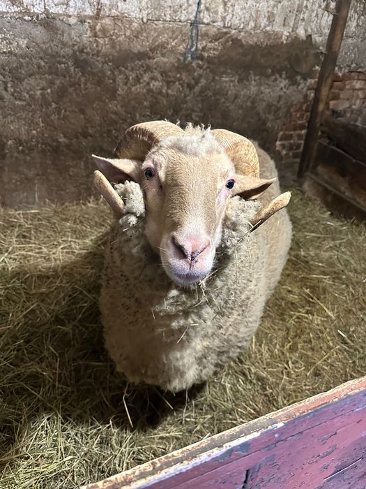 Vanzare berbec 3 ani