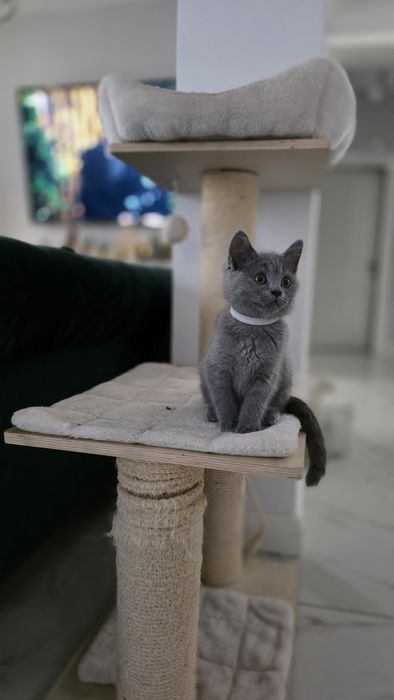 British shorthair blue