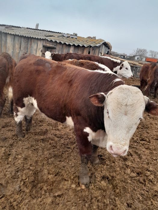 Продаётся быки можно на племя