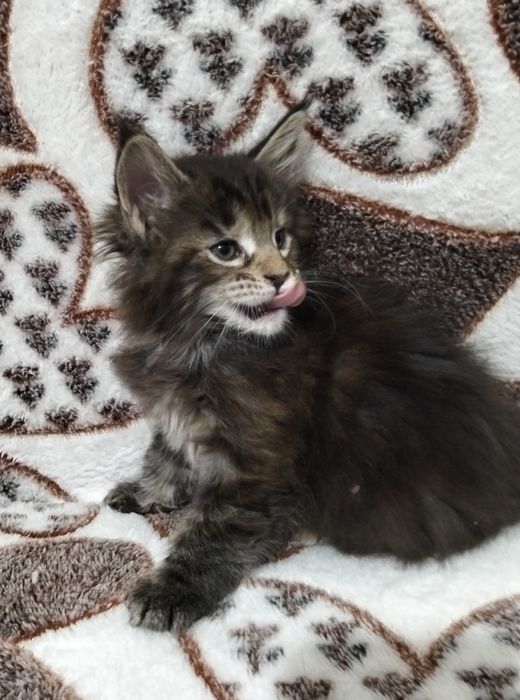 Котята породы Мейнкун!