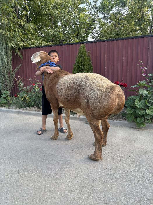 Кошкар Арашанннн