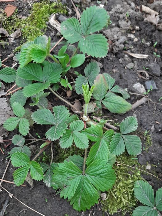 Садовые растения