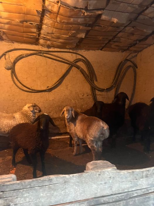 Қой бар сатылады