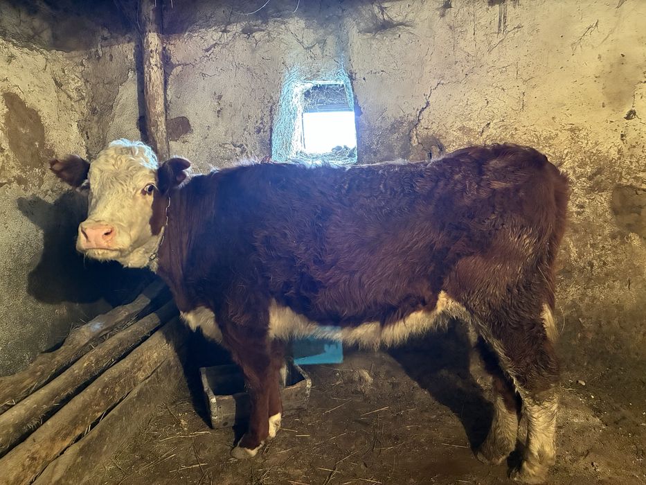 Продам Байтал коров бычков