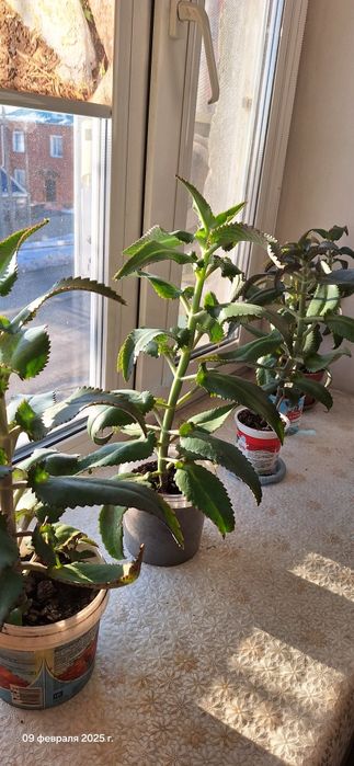 Каланхоэ лечебный