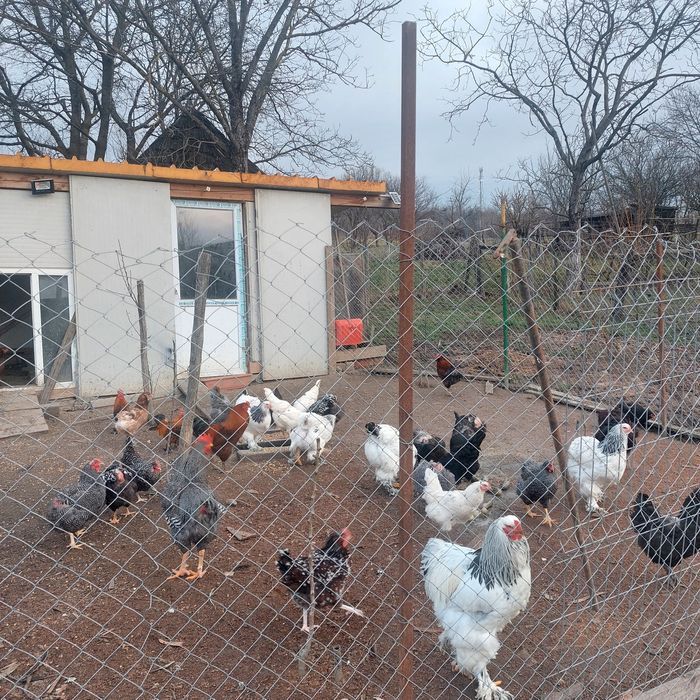 Vand oua pentru incubat sau pentru consum