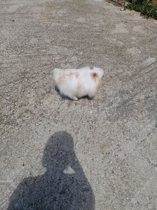Fetita pomeranian