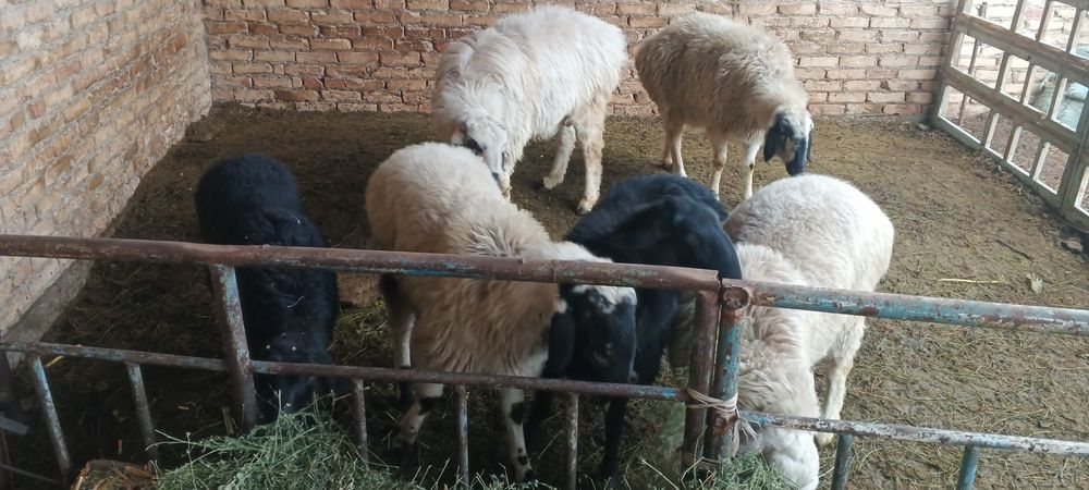 Куйлар сотиладии