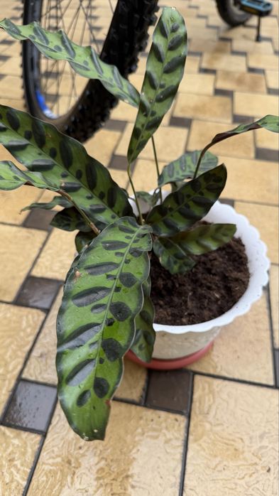 Калатея Лансифолия-Не просто растение, а живое искусство