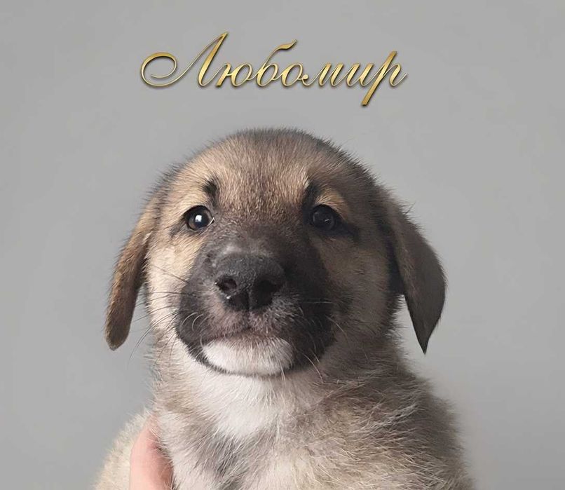 Отдам щенка в хорошие руки.