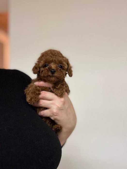 Той-пудель милые малыши