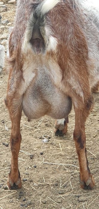 Vand capra anglo nubian cu doi iezi  si metis alpina franceza cu doi iezi