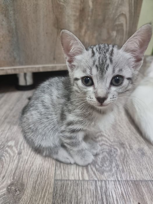 Котят в добрые руки