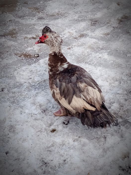 Продам индоуток и селезня.