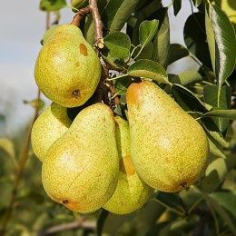 Pomi Fructiferi Stravechi Glia Stramoseasca (Păr )