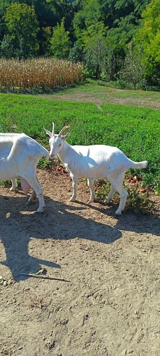 Ieduta sannen de vânzare
