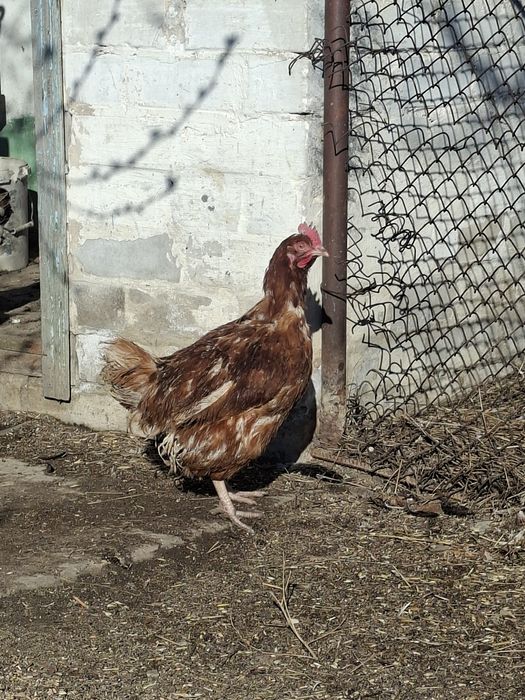 Продам кур несушку 1 шт