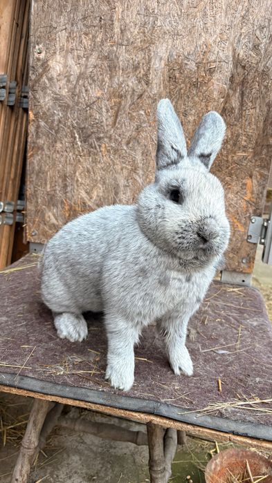 Femela argintiu francez si mascul albastru vienez