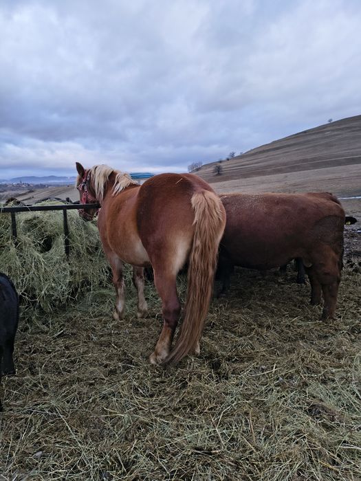 Vand/schimb manza gestanta