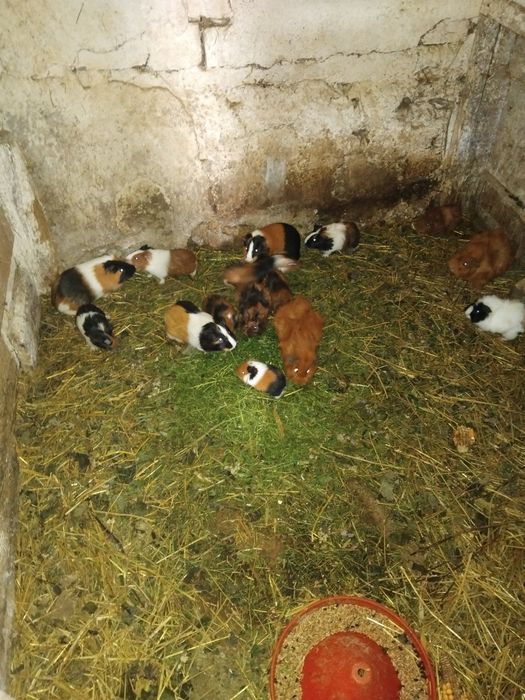Vind porcusori de guinea