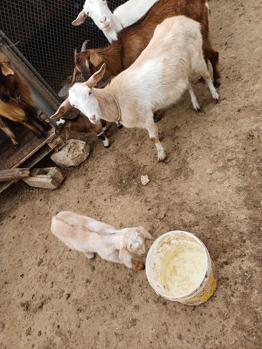 Шыбыш бірінші тума лақтарымен