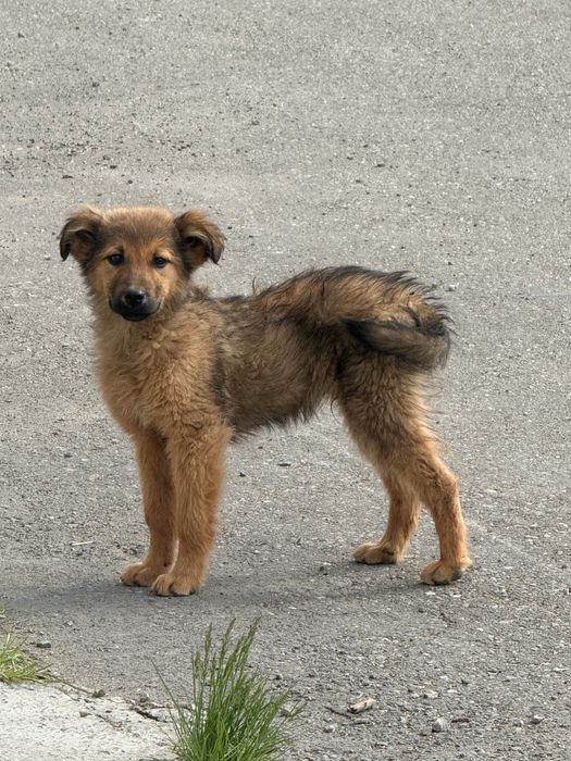 Donatie Catei talie mare