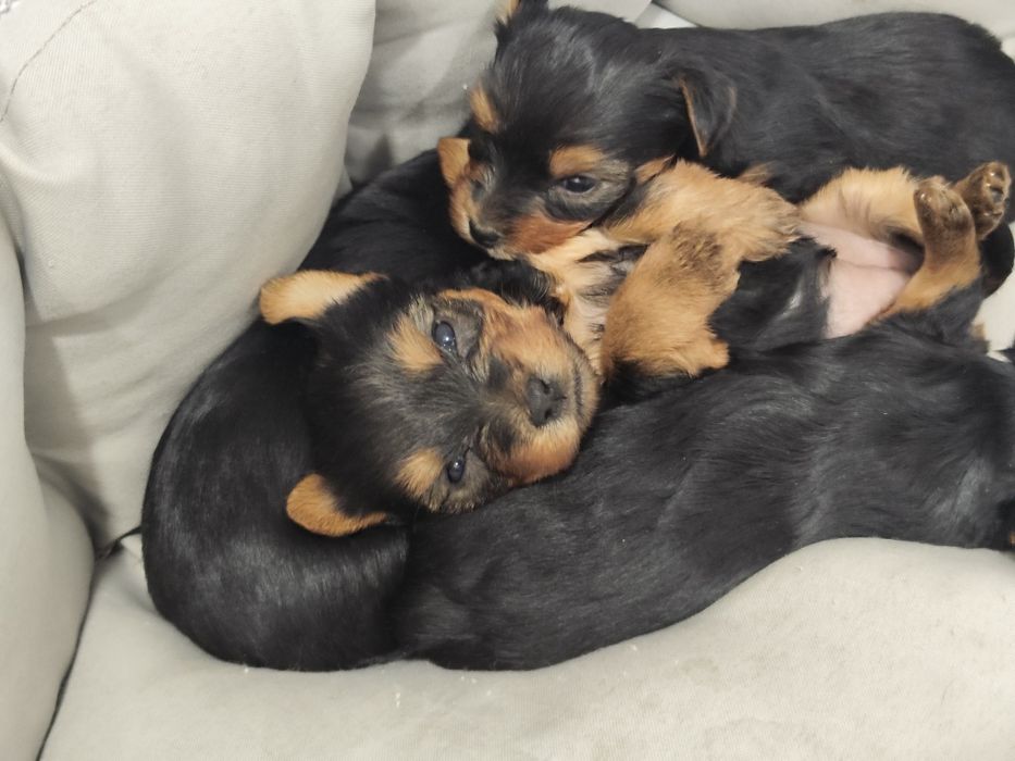 Йоркширски териер