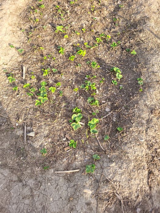 Клубника рассадасы сатылады