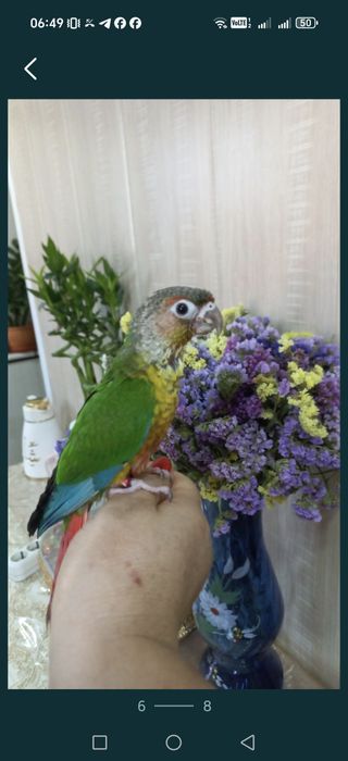 Продаются ручные попугаи Пирруры.