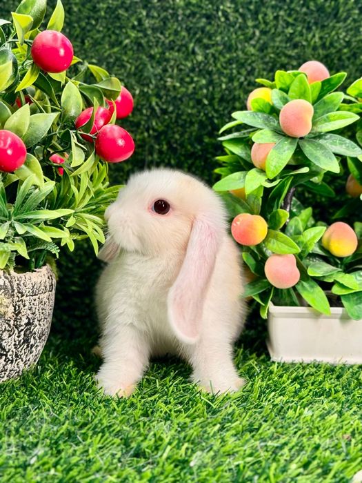 Quyon кролик va Qafas Клетка