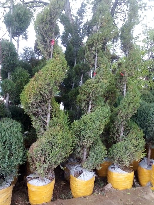 Gazon archalar lanshaft