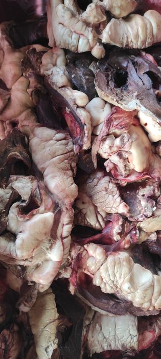 Телешко месо за кучета