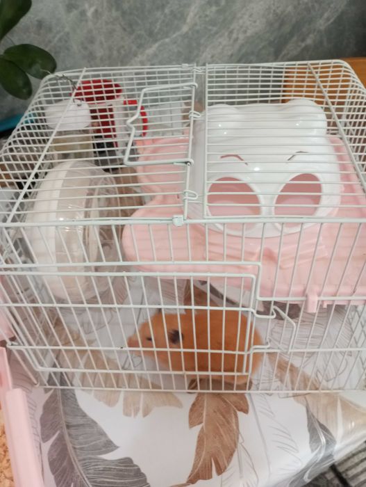 Продам клетку с хомяком