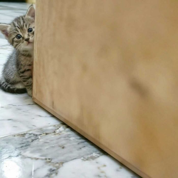 Котят в добрые руки