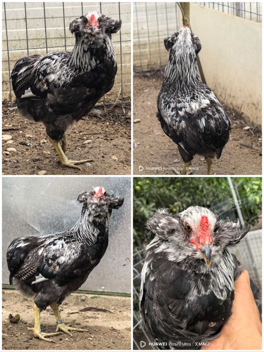 Cocosi cu favoriti rasa pura araucana argintiu potarnichiu gat auriu