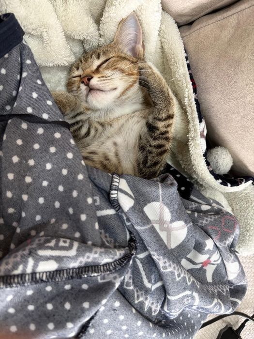 В добрые руки отделим котика