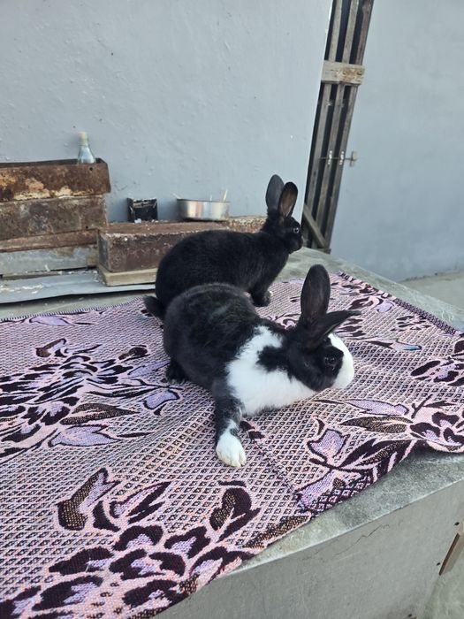 Rex dalmațian de vânzare