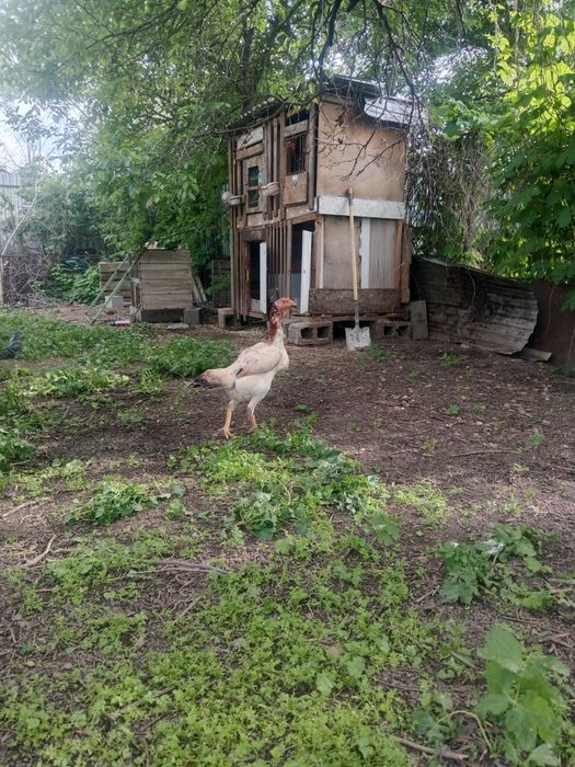 Продам дакан курица