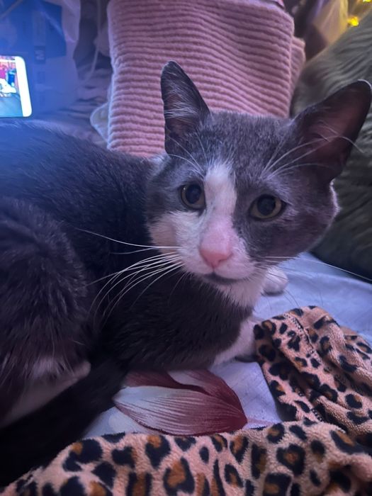 Adoptie motan Grinisor